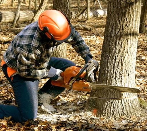 Tree Removal in West Union, MN